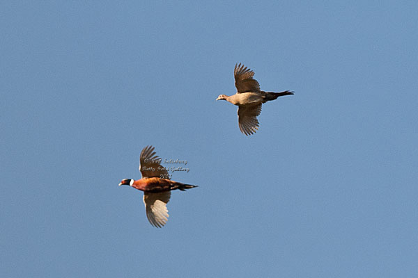 Pheasant Photography by Betty Fold Gallery